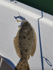 Southern Flounder Season in Florida